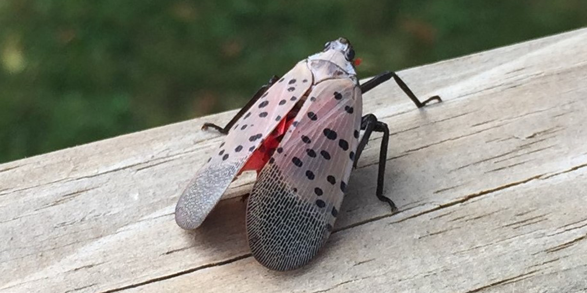 Spotted Lanternfly